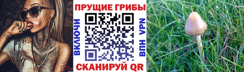 Псилоцибиновые грибы мухоморы  как найти закладки  Нязепетровск 